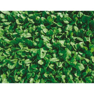 SIEMEN PINAATTI SIEMENNAUHA CAMPANIA F1