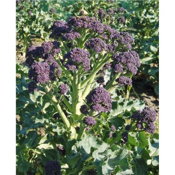 SIEMEN PARSAKAALI EARLY PURPLE SPROUTING HR4