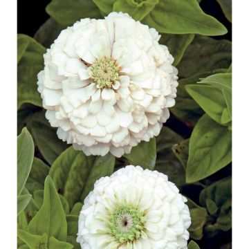 SIEMEN ISOTSINNIA POLAR BEAR HR3