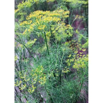 SIEMEN TILLI DUKAT/SUPERDUKAT HR3