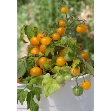 SIEMEN PARVEKETOMAATTI GOURMANDISE YELLOW/BALCONI YELLOW HR6