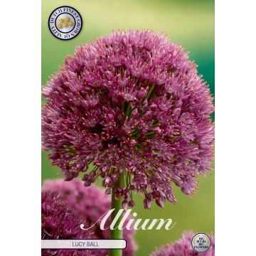 KUKKASIPULI ALLIUM LUCY BALL