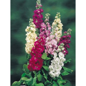 SIEMEN TARHALEUKOIJA DRESSDENER HR3