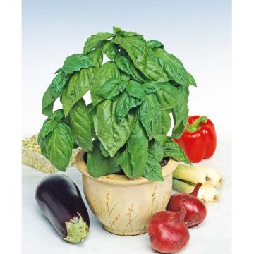 SIEMEN MAUSTEBASILIKA ISOLEHTINEN GENOVESER HR3