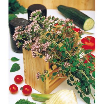 SIEMEN MÄKIMEIRAMI, OREGANO HR4