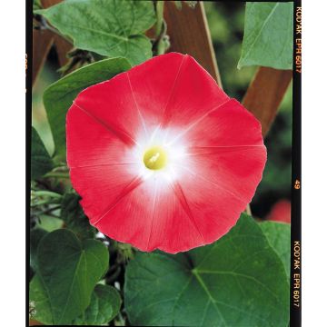 SIEMEN PÄIVÄNSINI CRIMSON RAMBLER HR4