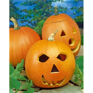 SIEMEN JÄTTILÄISKURPITSA JACK O'LANTERN HR4