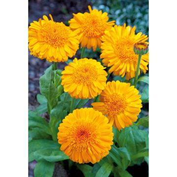 SIEMEN TARHAKEHÄKUKKA KABLOUNA HR3