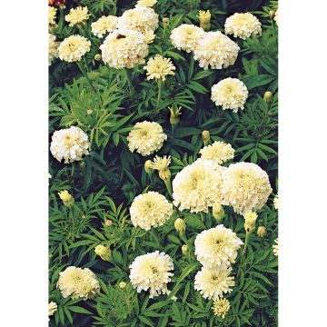 SIEMEN ISOSAMETTIKUKKA VANILLA F1 HR6