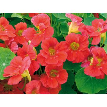 SIEMEN PENSASKÖYNNÖSKR. JEWEL CHERRY ROSE HR3