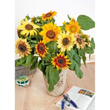 SIEMEN KÄÄPIÖAURINGONKUKKA MUSICBOX HR4