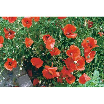 SIEMEN SILKKIUNIKKO PUNAINEN HR3