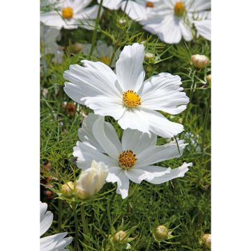 SIEMEN PUNAKOSMOS DWARF SENSATION WHITE HR3