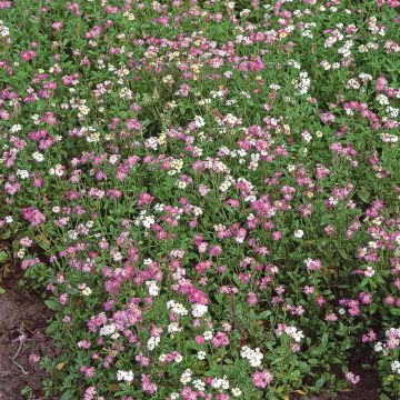 SIEMEN MERIMALKOMIA CONFETTI MIX HR3