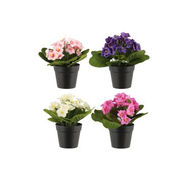 4LIVING SAINT PAULIA 17 CM