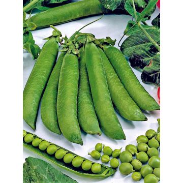 SIEMEN SILPOYDINHERNE MARKANA HR3