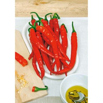 SIEMEN CHILIPAP. DE CAYENNE (RING O FIRE) HR5