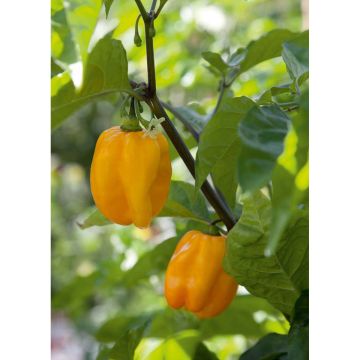 SIEMEN CHILIPAPRIKA HABANERO LEMON HR6