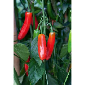 SIEMEN CHILIPAPRIKA SERRANO HR4