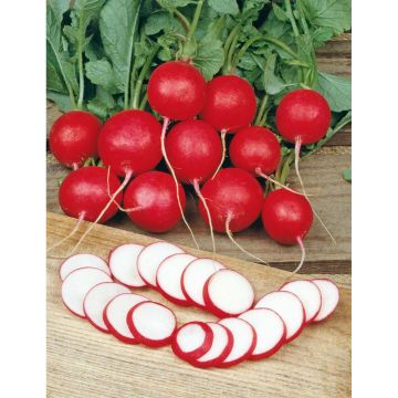 SIEMEN RETIISI CHERRY BELLE HR2