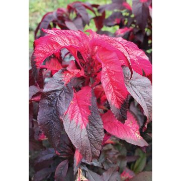 SIEMEN KIRJOREVONHÄNTÄ RED LEAF EARLY SPL. HR4