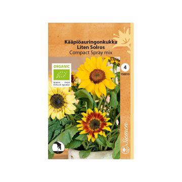 SIEMEN LUOMU KÄÄPIÖAURINGONKUKKA COMPACT SPRAY MIX