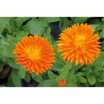 SIEMEN TARHAKEHÄKUKKA BALLS ORANGE HR2