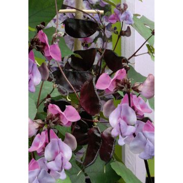SIEMEN HYASINTTIPAPU RUBY MOON HR4