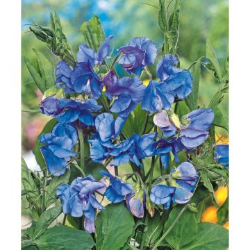 SIEMEN TUOKSUHERNE ROYAL FAMILY DARK BLUE HR3