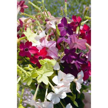 SIEMEN KORISTETUPAKKA EVENING FRAGRANCE MIX HR3