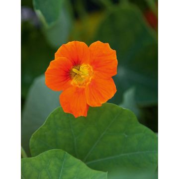 SIEMEN ISOKÖYNNÖSKRASSI ORANGE GLEAM HR3