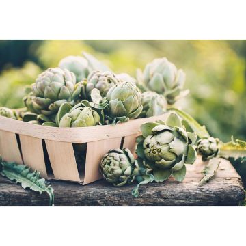 SIEMEN LATVA-ARTISOKKA VERT DE PROVENCE HR4