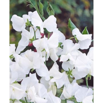 SIEMEN TUOKSUHERNE VALKOINEN HR3