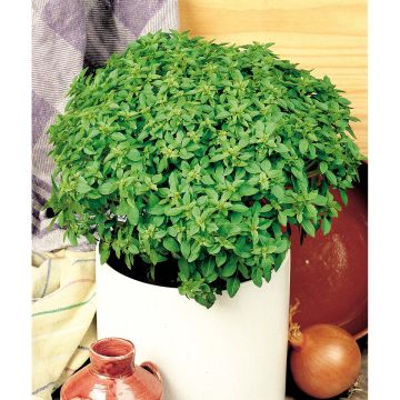 SIEMEN MAUSTEBASILIKA BUSH BALL PIENILEHT HR3