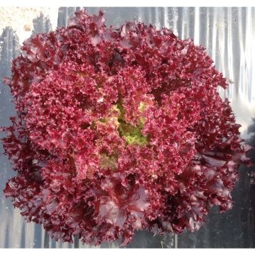 SIEMEN BATAVIASALAATTI LOLLO ROSSA HR3