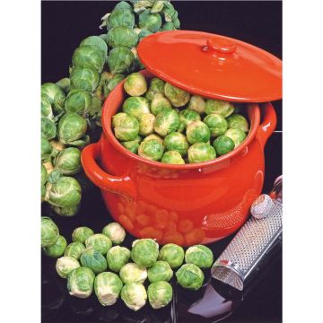 SIEMEN RUUSUKAALI LONG ISLAND HR3