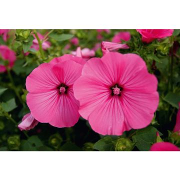 SIEMEN KESÄMALVIKKI RUBY REGIS HR3