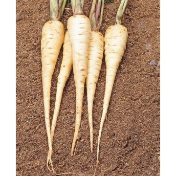 SIEMEN PALSTERNAKKA WHITE GEM HR2