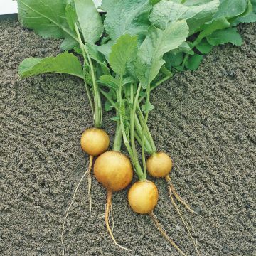 SIEMEN NAURIS GOLDEN BALL HR2