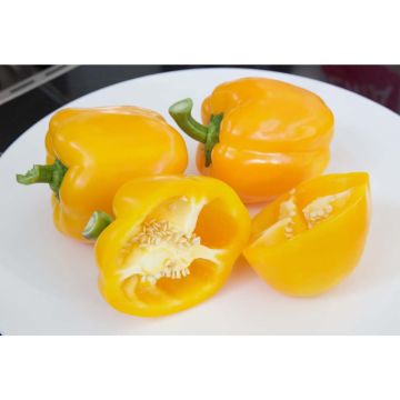SIEMEN PAPRIKA YELLOW CALIFORNIA WONDER HR4