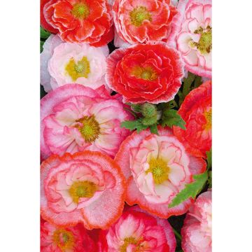 SIEMEN SILKKIUNIKKO LOVE AFFAIR HR5