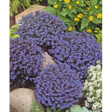 SIEMEN SINILOBELIA CRYSTAL PALACE HR3