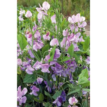 SIEMEN TUOKSUHERNE LAVENTELINSININEN HR3