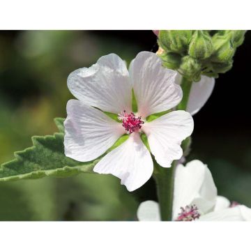 SIEMEN ROHTOSALKORUUSU HR4