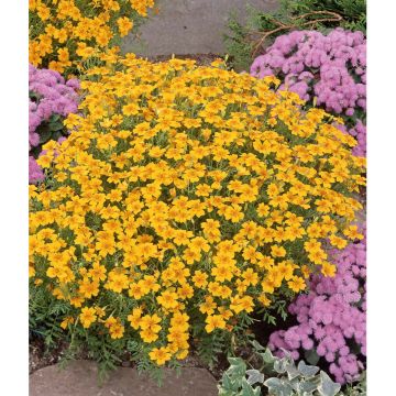 SIEMEN KÄÄPIÖSAMETTIKUKKA URSULA HR4