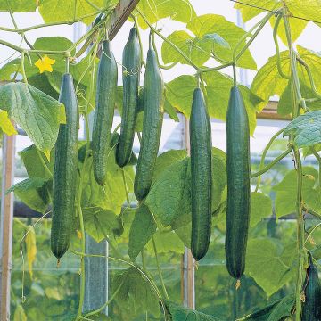 SIEMEN KASVIHUONEKURKKU BELLA F1 HR6