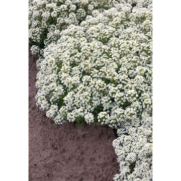 SIEMEN TUOKSUPIELUS CARPET OF SNOW HR2