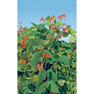 SIEMEN RUUSUPAPU PRIZEWINNER HR4