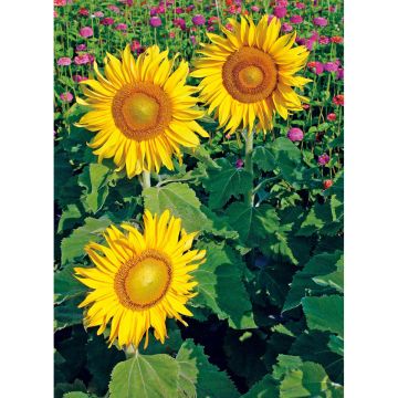 SIEMEN ISOAURINGONKUKKA SUNSPOT HR4