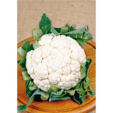 SIEMEN KUKKAKAALI BOLA DE NIEVE X HR3